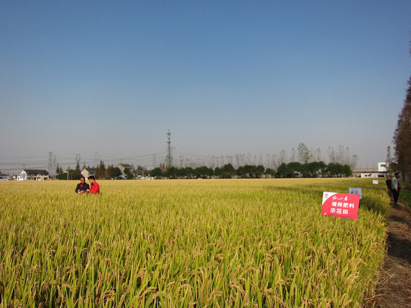 草莓色版APP在线观看水稻缓释专用肥示范田 草莓色版APP在线观看水稻缓释专用肥示范田