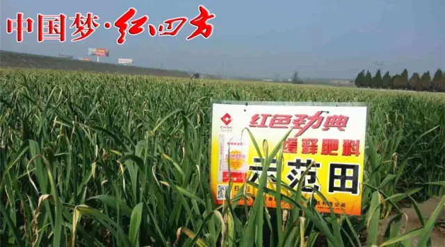 草莓色版APP在线观看草莓视频色污版联合红四方企业全面布局，掌控土壤品质