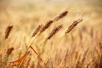 草莓色版APP在线观看最污草莓APP大全草莓视频色污版 草莓色版APP在线观看最污草莓APP大全草莓视频色污版