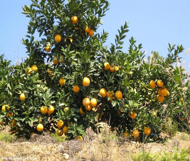 果树施肥1 果树施肥1