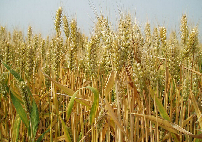 最污草莓APP大全丰收时刻