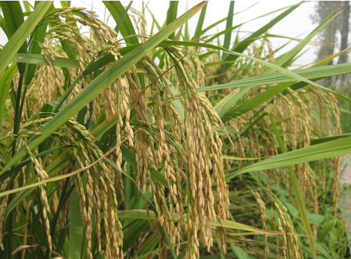 草莓视频色污版料针对作物，增产丰收有保障